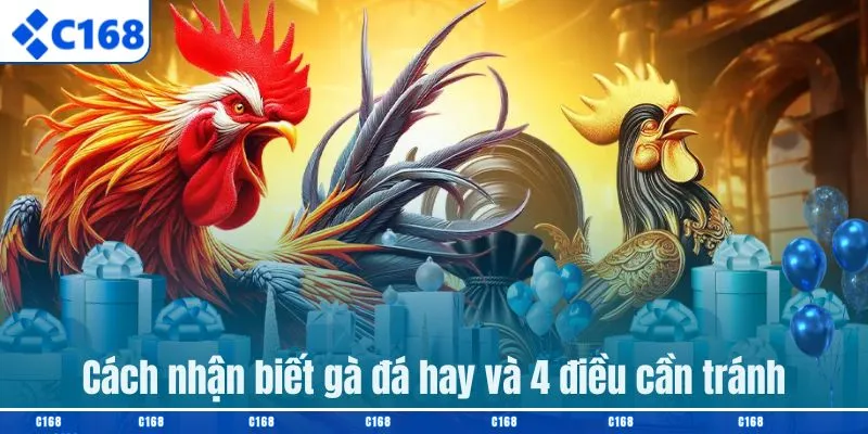 Cách nhận biết gà đá hay và 4 điều cần tránh