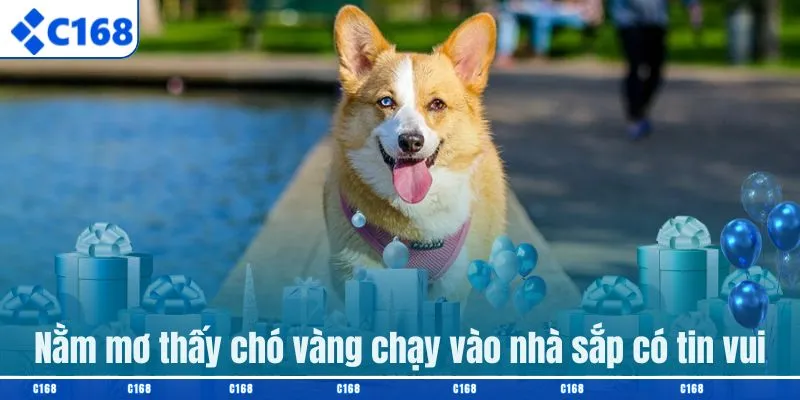 Nằm mơ thấy chó vàng chạy vào nhà sắp có tin vui